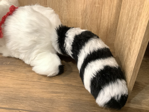 BANDAIの二俣川 おもちゃ