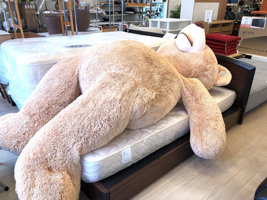 COSTCO(コストコ)のクマのぬいぐるみを入荷しました！｜2022年07