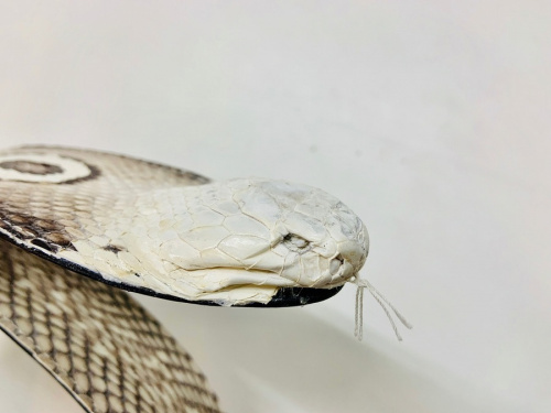 ベルトのヘビ