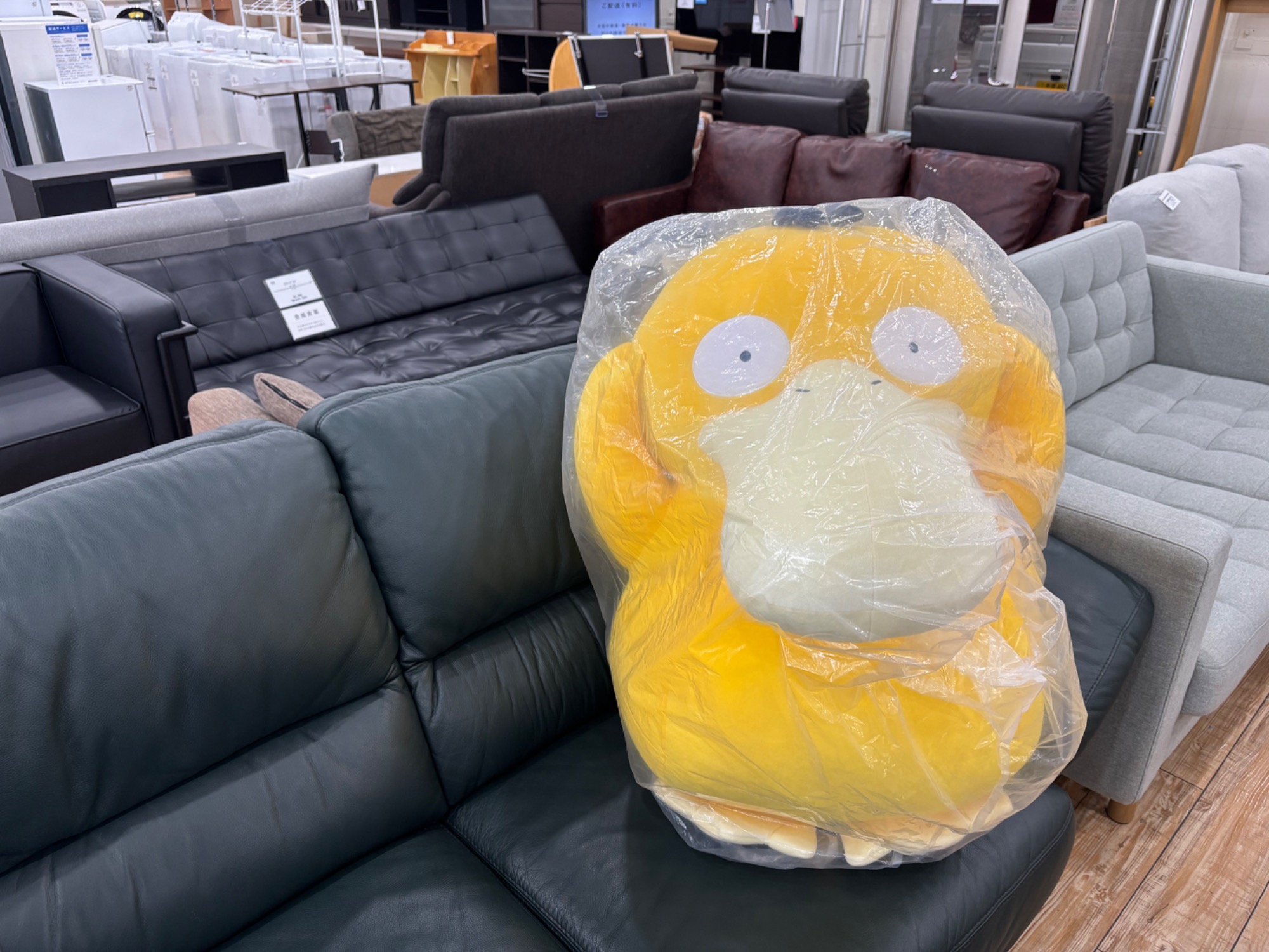 ポケモンセンター受注生産 等身大コダック 画像ギャラリー No.002 | 「ぬいぐるみ 等身大コダック」再受注