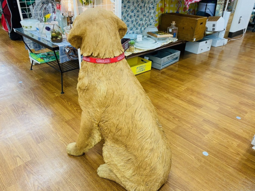 Sandicastの犬