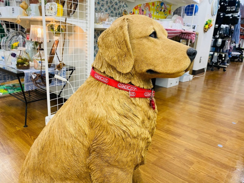 犬の川越