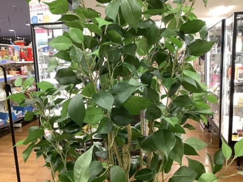 造花の中古 川越