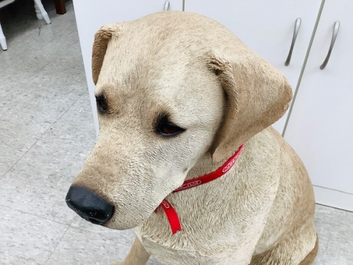 置物の犬
