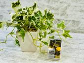 トレファク南大沢店ブログ