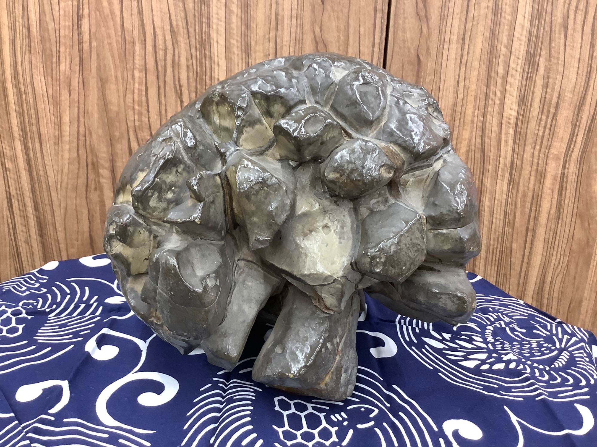 圧倒的な存在感！亀甲石 約24kg 鑑賞石のご紹介です！｜2022年12月17日