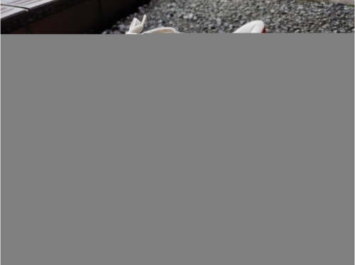 スニーカーのナイキ　コルテッツ