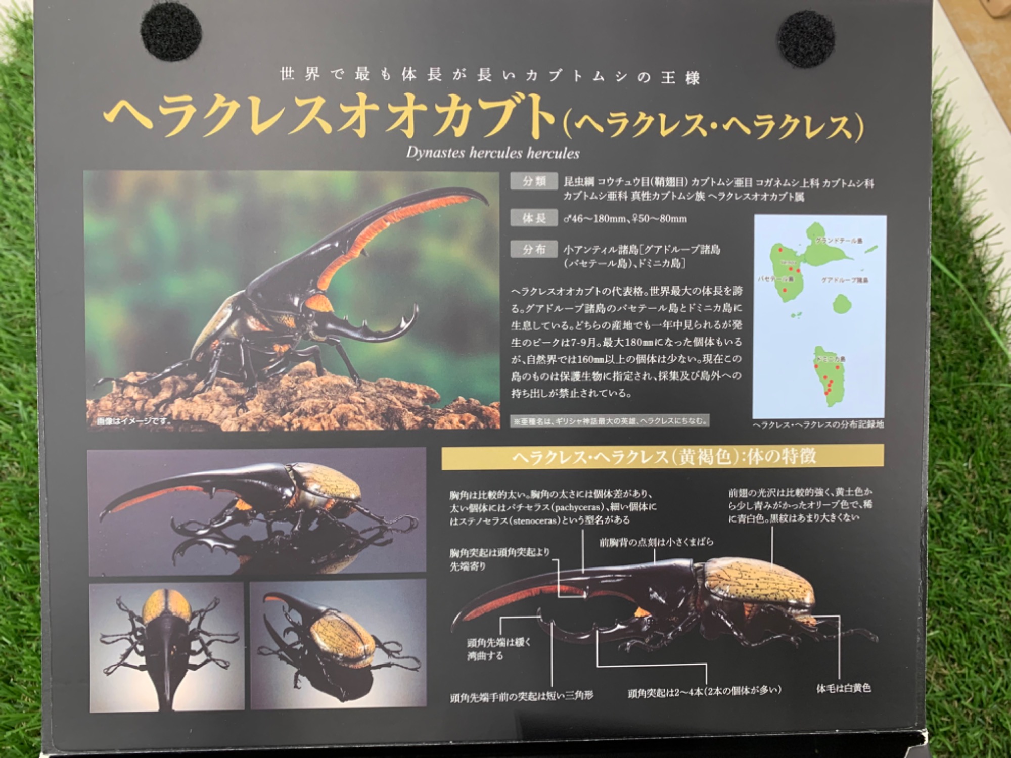 BANDAI(バンダイ) いきもの大図鑑プレミアム ヘラクレスオオカブトを