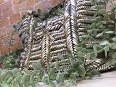 トレファク八女店ブログ