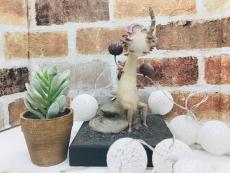 トレファク神戸新長田店ブログ