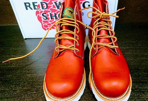 アイリッシュセッターのレッドウイング（Red Wing）