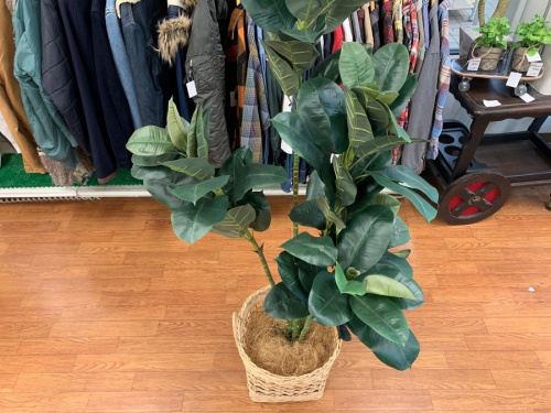 大船 家具買取の観葉植物 買取