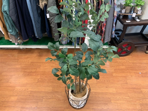 観葉植物 買取の中古 家具