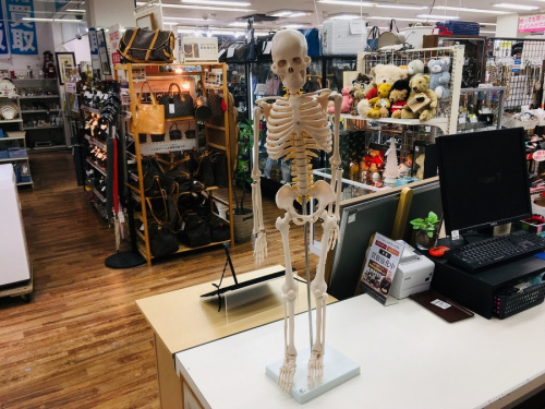 1点ものの人体模型