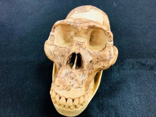 インテリアの置物