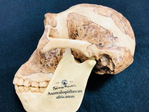 置物の頭蓋骨レプリカ