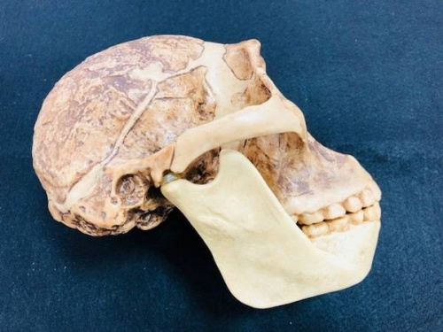 頭蓋骨レプリカのアウストラロピテクス