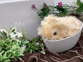 トレファクラパーク岸和田店ブログ