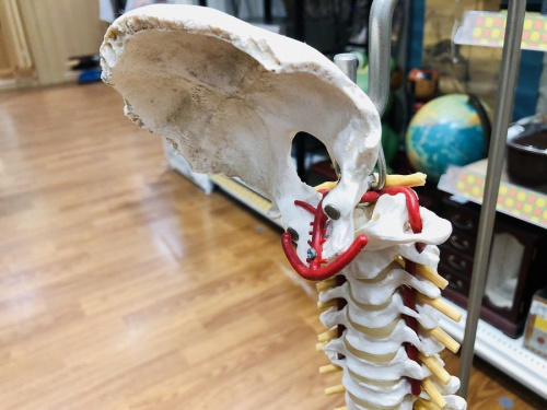 置物の人体模型