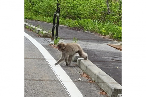 ルアーのフィッシング