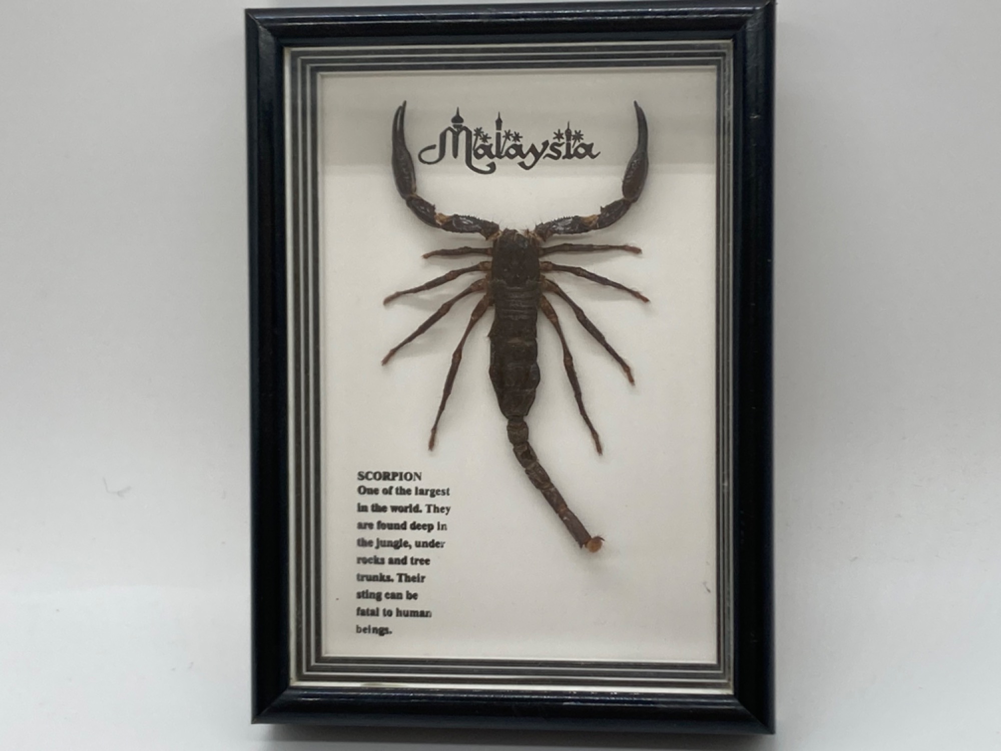 タランチュラとスコーピオンの剥製 タランチュラとスコーピオンの剥製（サソリとタランチュラの標本