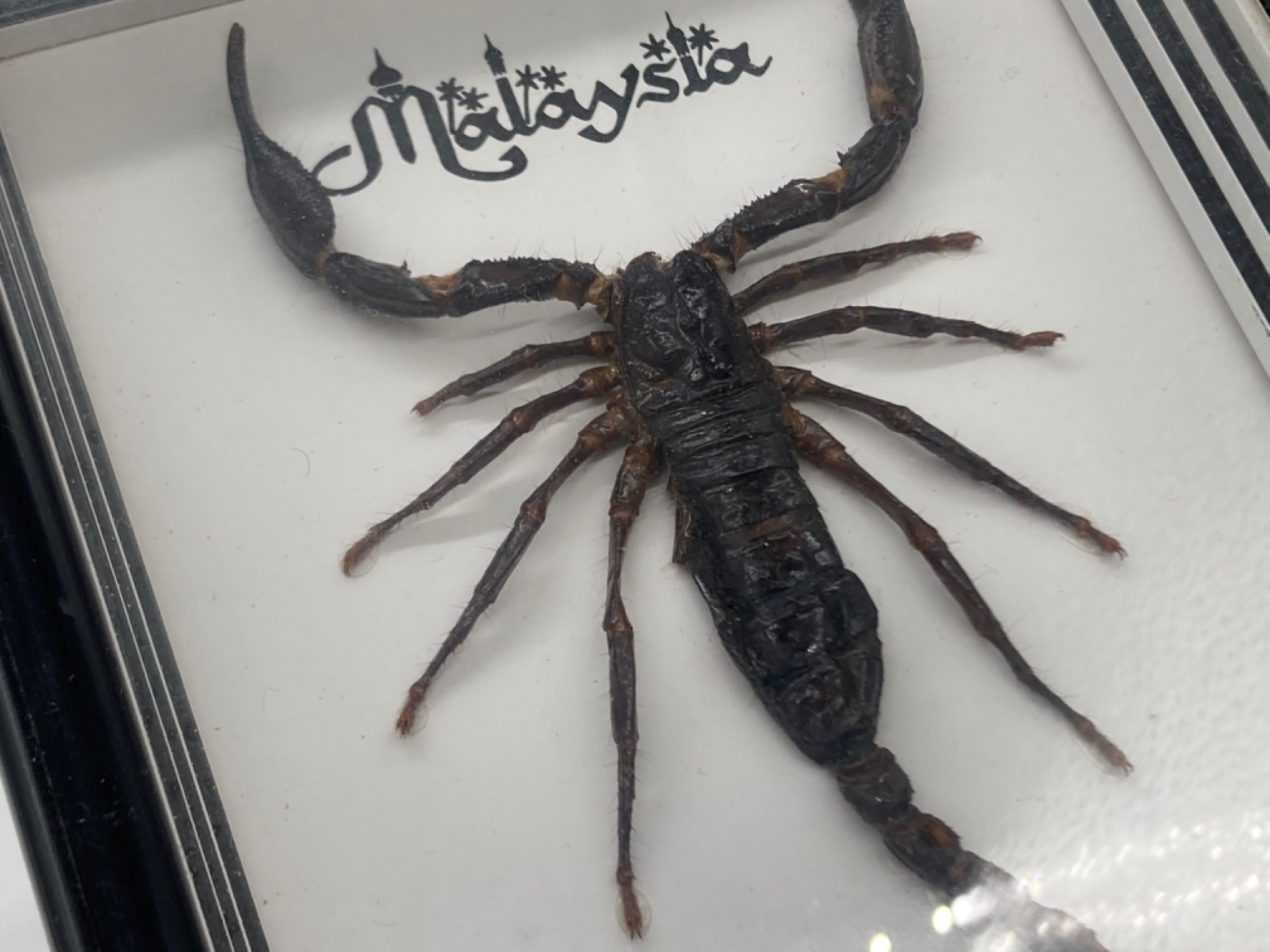 昆虫標本】サソリとツマムラサキマダラが入荷しました！｜2022年11月23