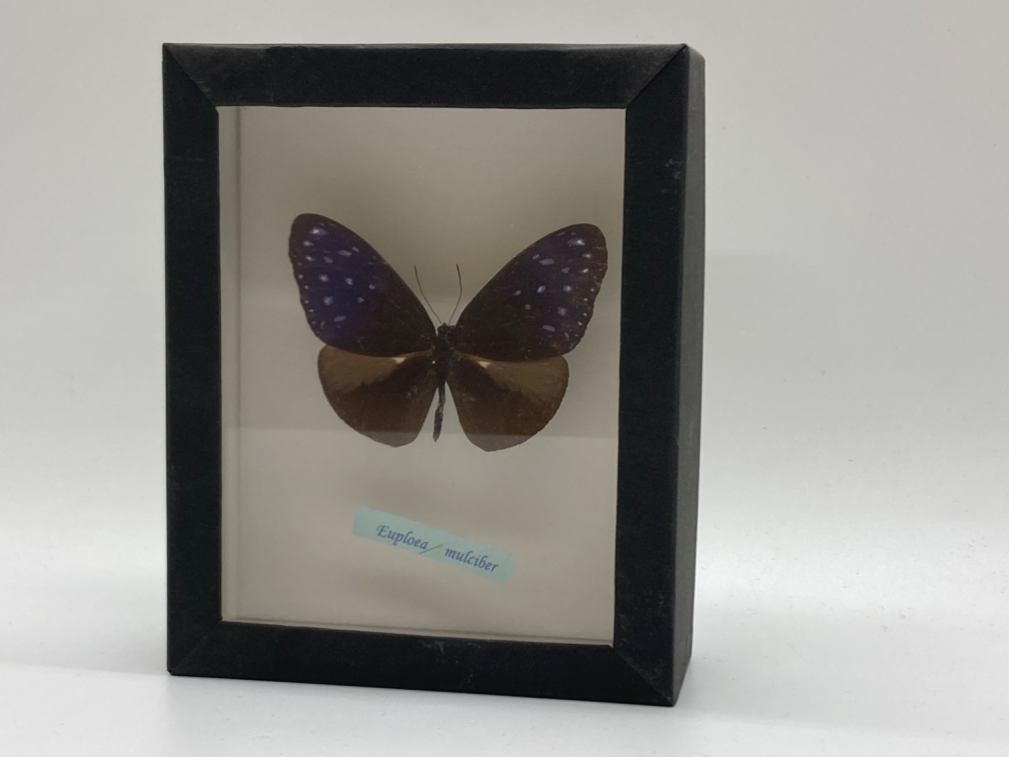 昆虫標本】サソリとツマムラサキマダラが入荷しました！｜2022年11月23