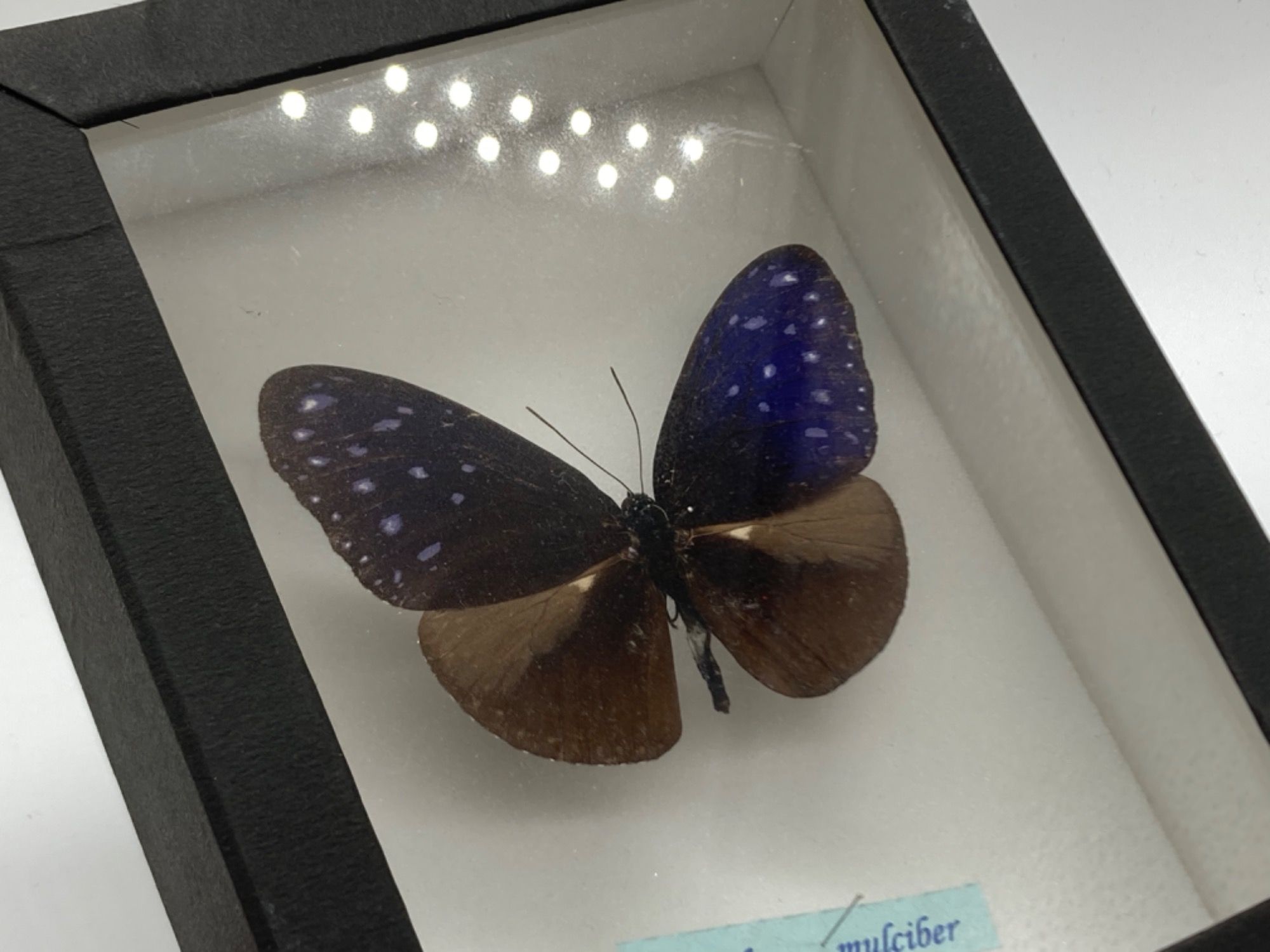 昆虫標本】サソリとツマムラサキマダラが入荷しました！｜2022年11月23