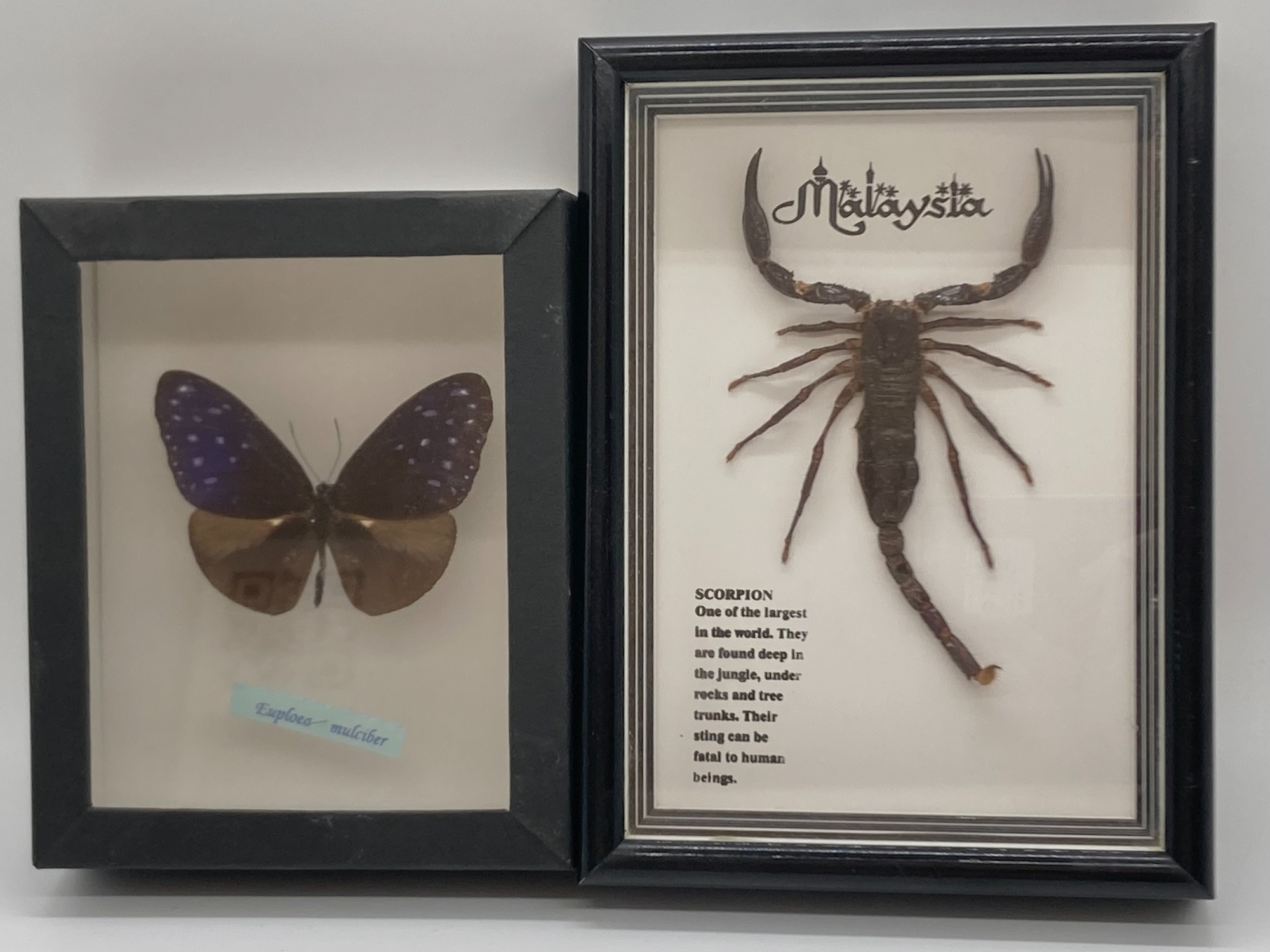 昆虫標本】サソリとツマムラサキマダラが入荷しました！｜2022年11月23