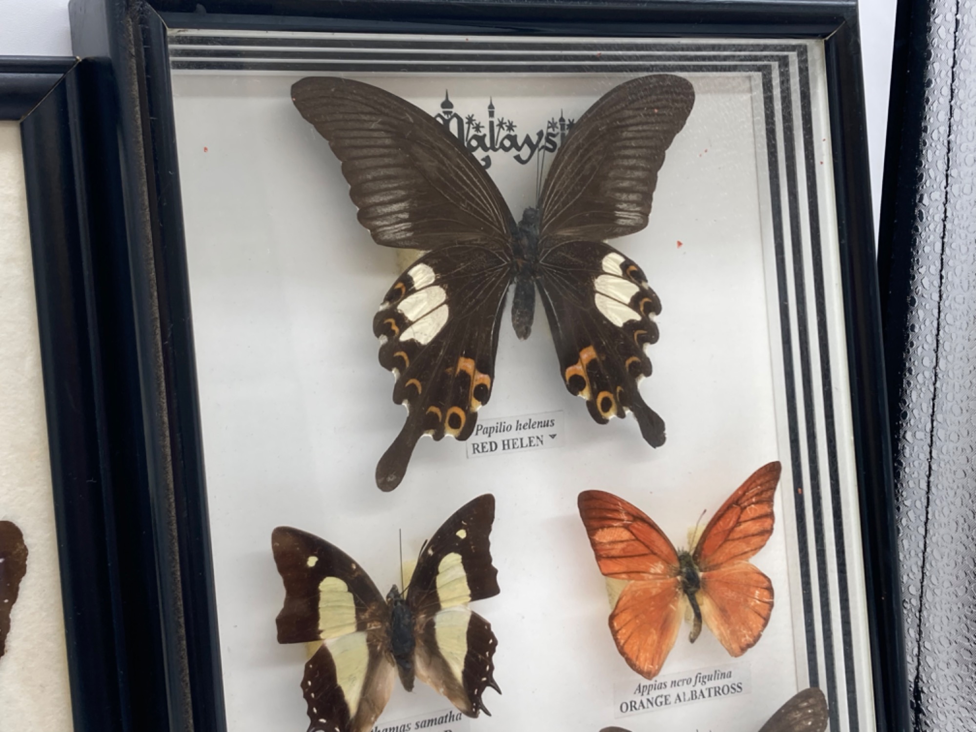 Lepidoptera Insect Collection 蝶の標本 蝶の標本が入荷しました！！｜2022年11月27日｜リサイクルショップ