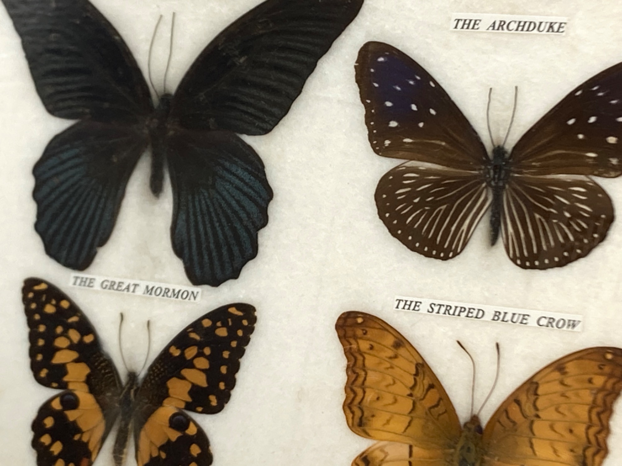 Lepidoptera Insect Collection 蝶の標本 蝶の標本が入荷しました！！｜2022年11月27日｜リサイクルショップ