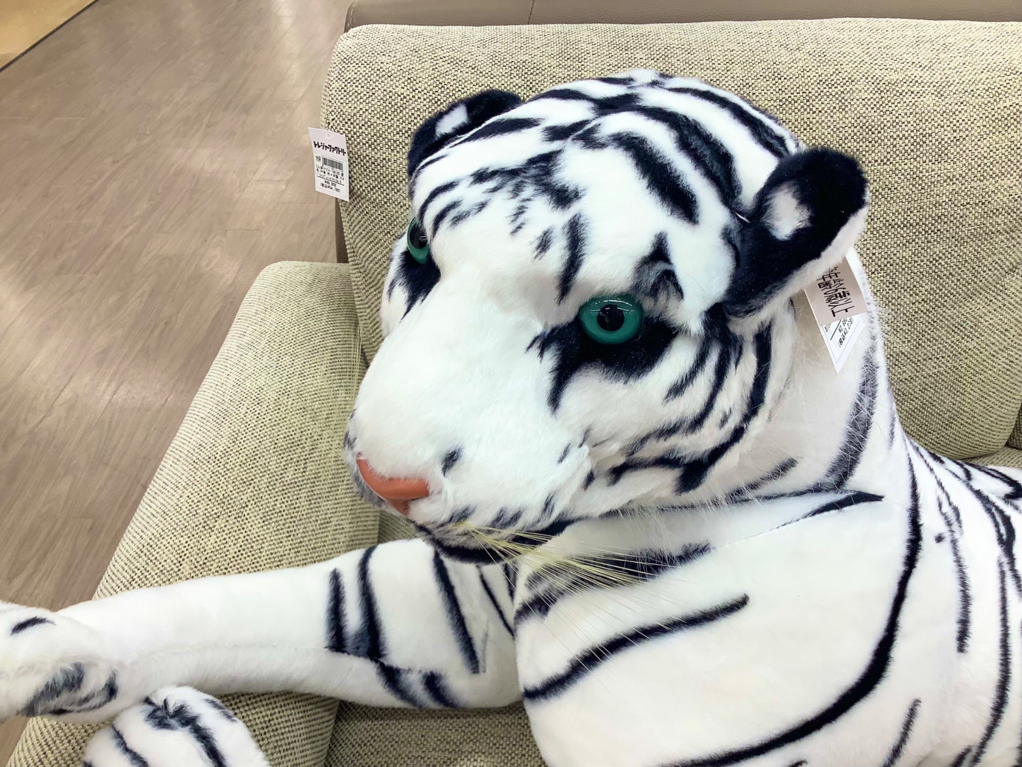 超巨大！ホワイトタイガーが当店にやってきました…！｜2023年05月09日