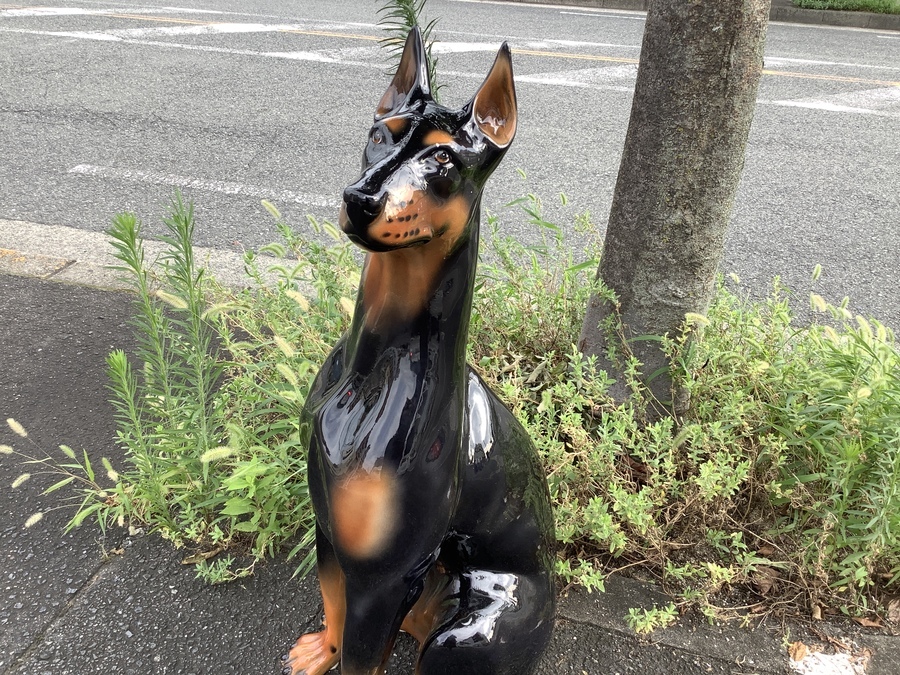 本物そっくり！！！ドーベルマンのオブジェ入荷しました♪【八尾店