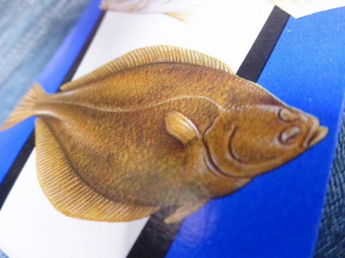 アウトドアの釣り