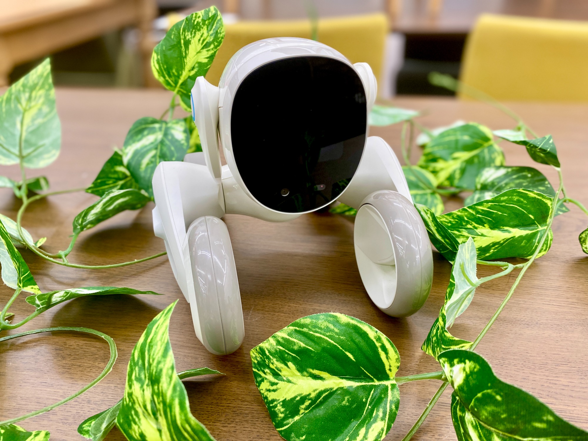 Loona(ルーナ)ペットロボットが買取入荷いたしました！｜2024年08月02