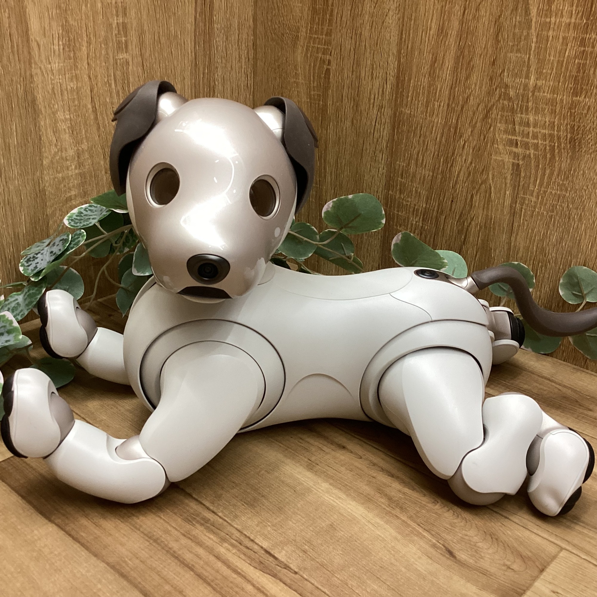 その他 SONY aibo ERS-1000 SONYのaibo(アイボ) ERS-1000が入荷いたしました！｜2025年12月05日