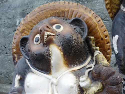 狸