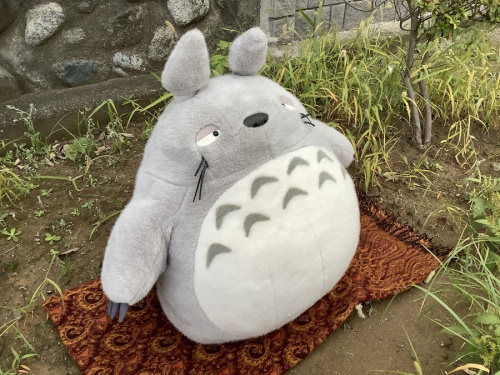 となりのトトロの湘南藤沢情報